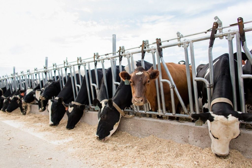 row of cows eating