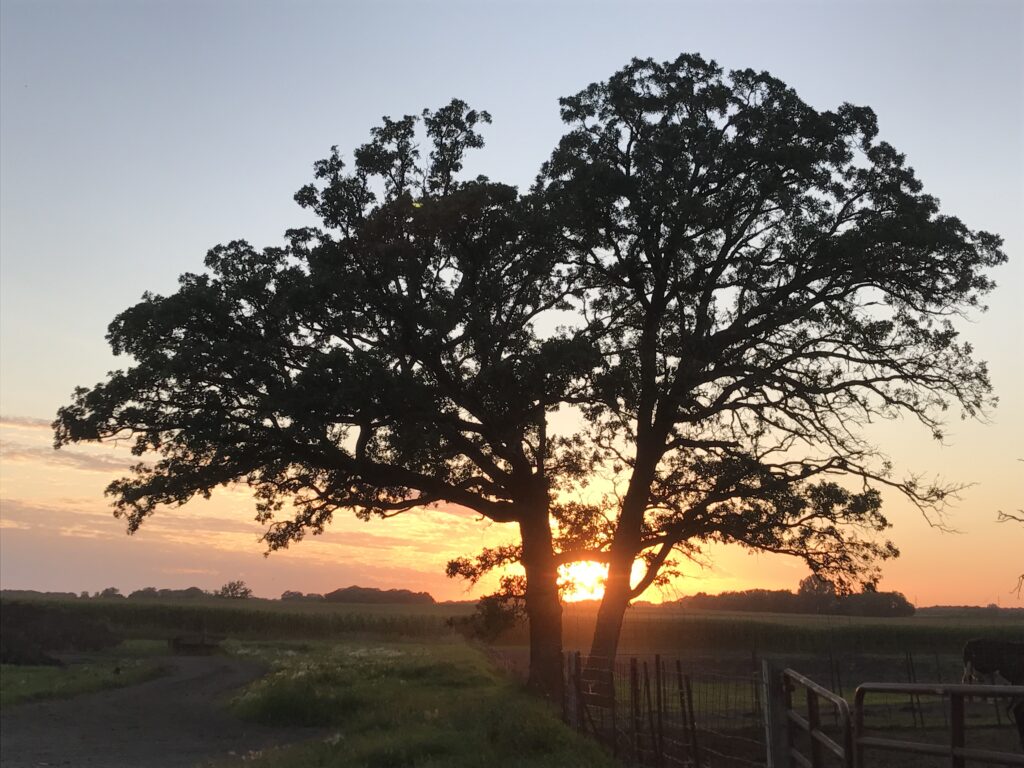View of an oak tree at sunset