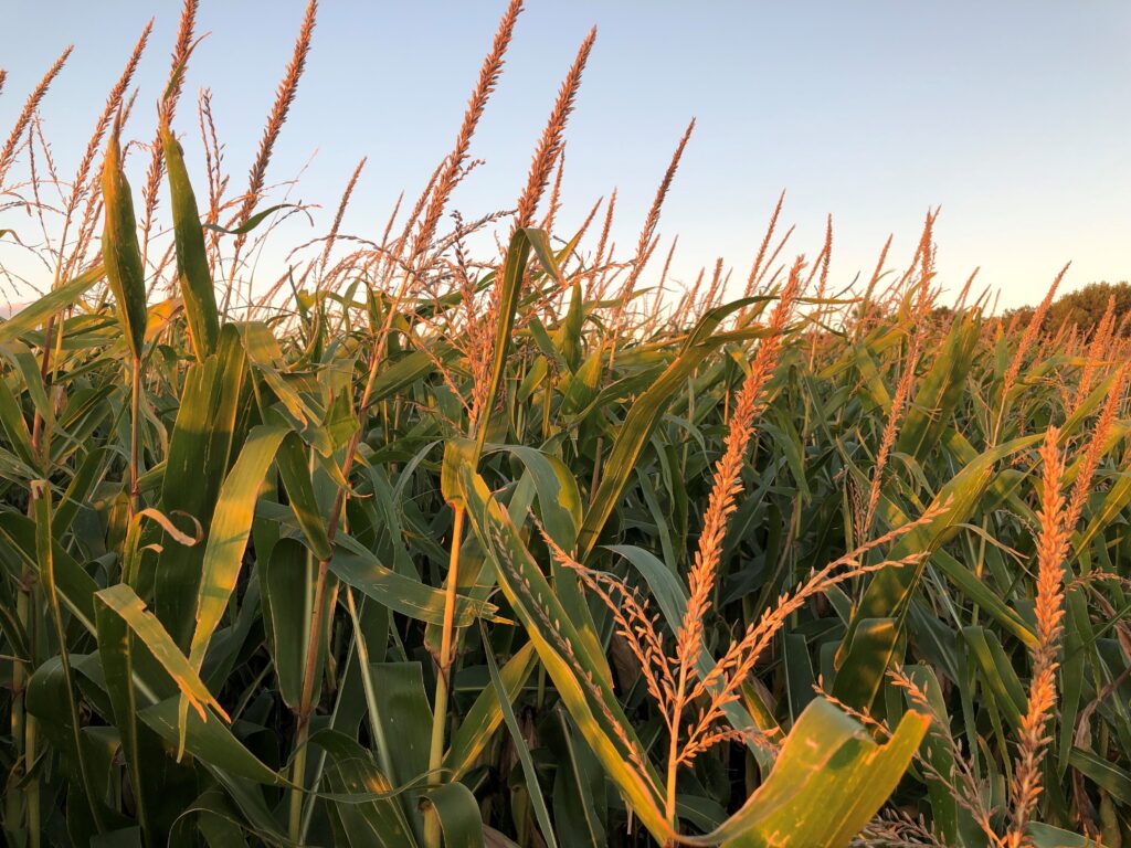 Corn Field in Autumn